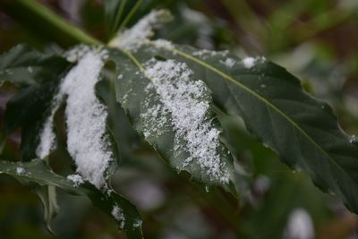 Close-up of frozen plant