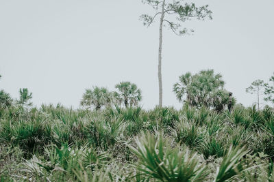 Plants growing on land against clear sky