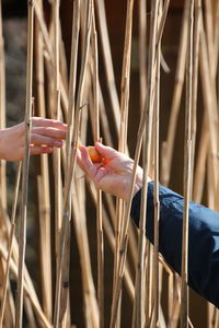Close-up of hand holding umbrella