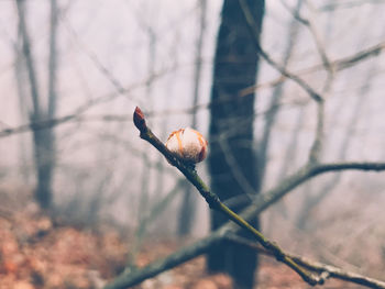 Close-up of twig on branch