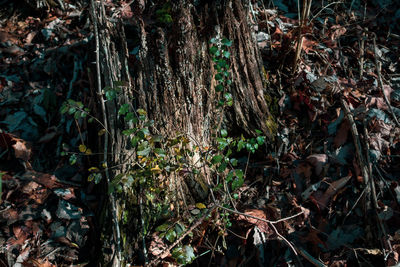 High angle view of plants growing on field