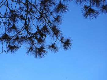 Low angle view of tree against clear blue sky