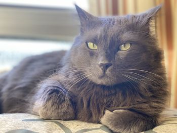 Close-up portrait of a cat