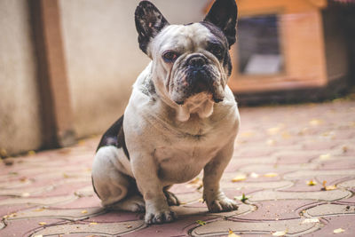 Portrait of dog sitting outdoors