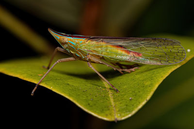 Close-up of insect on leaf