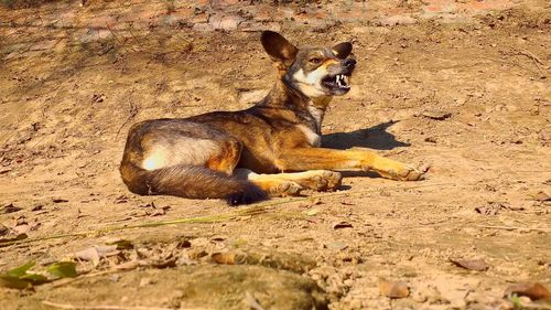 Dog sitting on rock