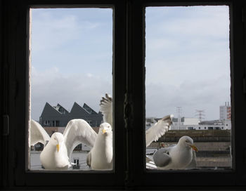 White swans by the window against sky