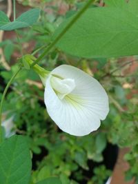 Close-up of white flowering plant