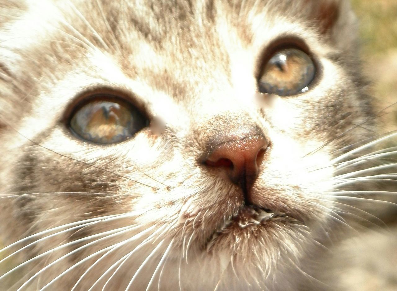 one animal, animal themes, pets, domestic cat, domestic animals, mammal, whisker, cat, close-up, animal head, feline, animal body part, animal eye, portrait, looking at camera, animal hair, part of, full frame, snout, backgrounds