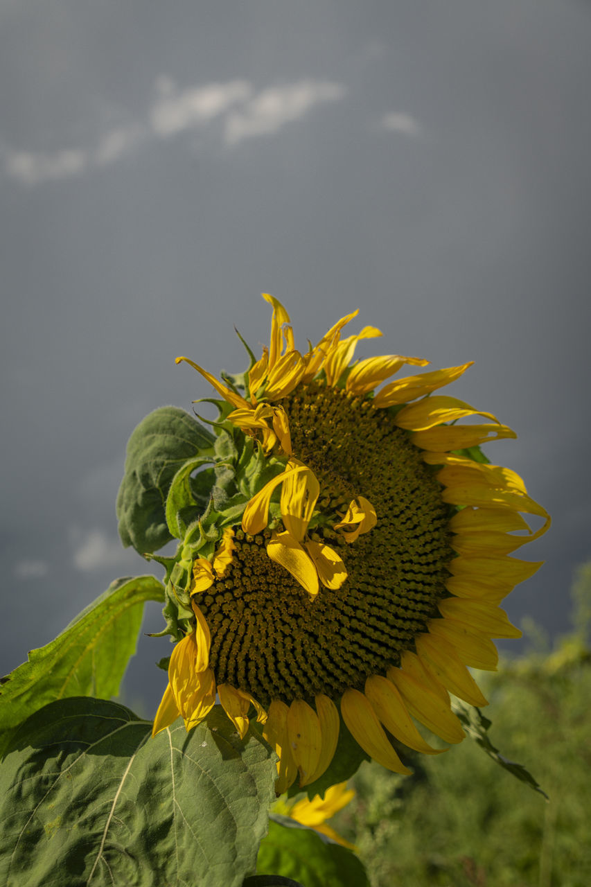 sunflower, plant, flower, yellow, flowering plant, nature, beauty in nature, flower head, freshness, growth, field, macro photography, close-up, fragility, inflorescence, sky, sunflower seed, cloud, petal, no people, focus on foreground, outdoors, plant part, animal wildlife, leaf, green, landscape, day, environment, animal themes, land, one animal, pollen, animal
