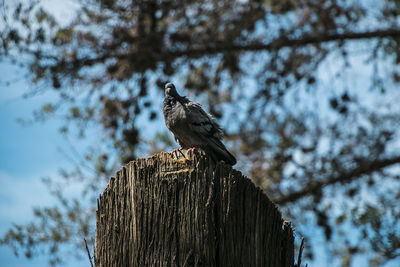 Low angle view of bird perching on wooden post