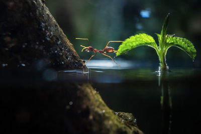 Close-up of insect on plant with half underwater scene