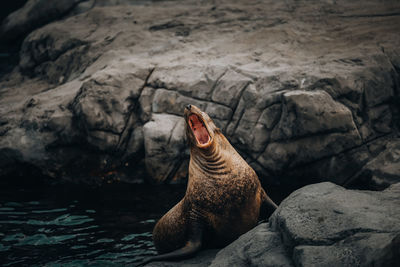 Steller sea lion on a rock