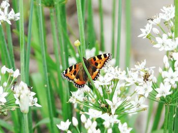 Butterfly on white flowers