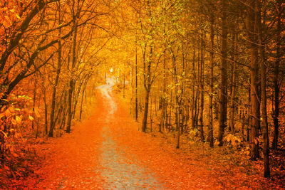 Dirt road amidst trees in forest during autumn