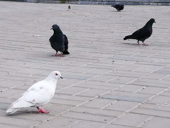 Seagull perching on ground