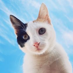 Close-up portrait of a cat