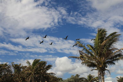 Low angle view of birds flying against sky