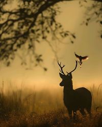 Deer standing on field against sky during sunset