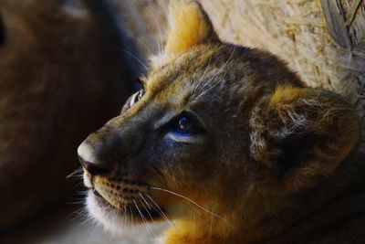 Close-up of lion cub looking away