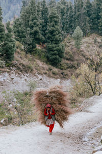 Woman walking while carrying hay on back