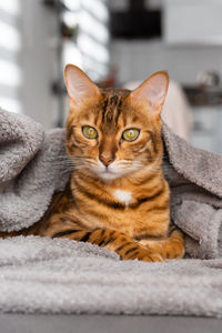 Portrait of a bengal cat in the background of the room. vertical shot.