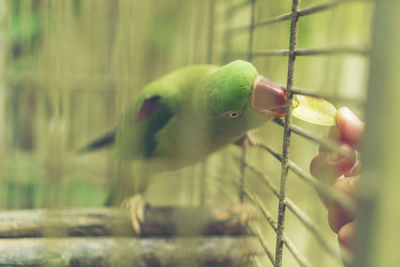 Close-up of parrot in cage