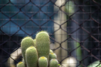 Close-up of succulent plant