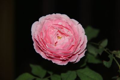 Close-up of pink rose plant 