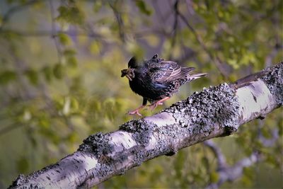 Close-up of bird perching on branch