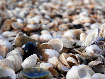 Close-up of seashells on pebbles
