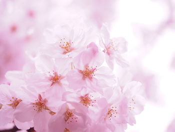 Close-up of pink flowers