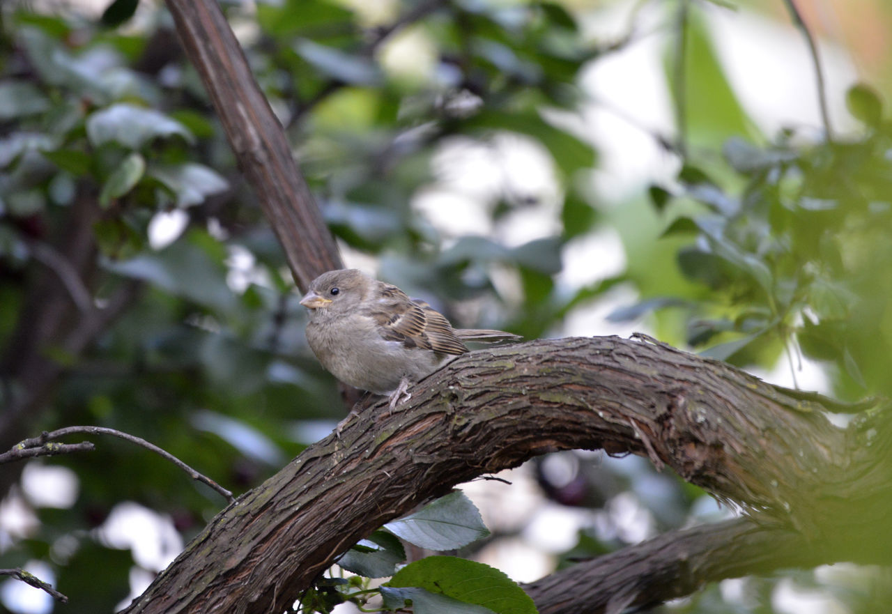 LOW ANGLE VIEW OF BIRD PERCHING ON TREE