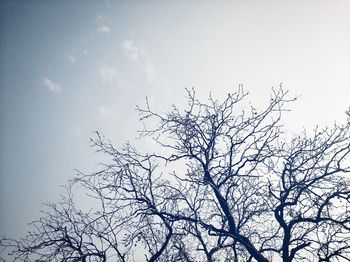 Low angle view of silhouette bare tree against sky