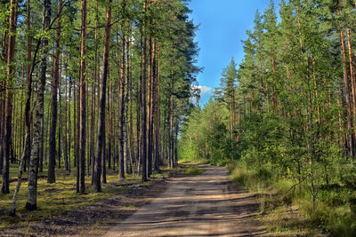 Road amidst trees in forest against sky