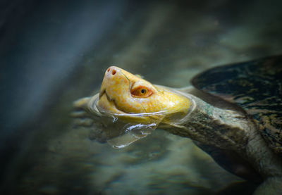 Close-up of fish swimming in sea