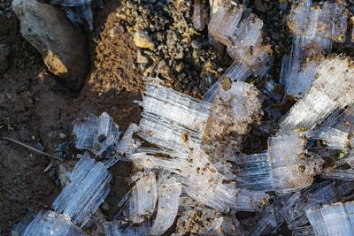 High angle view of wood on rock