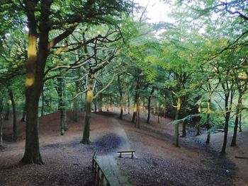 Trees in park