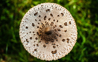 Close-up of mushroom growing on field