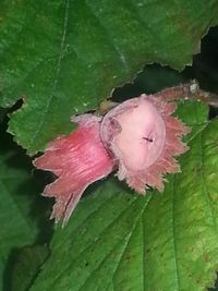 Close-up of pink flowers