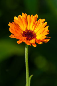 Close-up of orange flower
