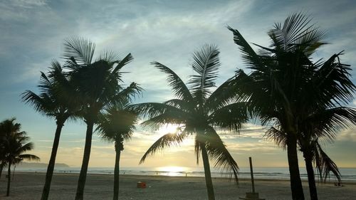 Silhouette palm trees on beach against sky during sunset