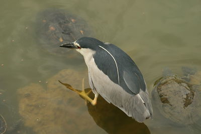 High angle view of black-crowned night heron in lake