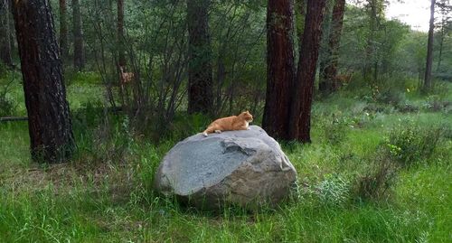 Cat lying on grass