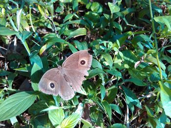 Close-up of butterfly on leaf