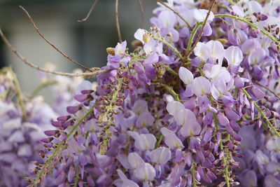 Close-up of purple flowering plant