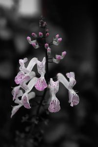 Close-up of pink flowers