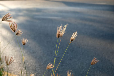 Close-up of dry flower on field