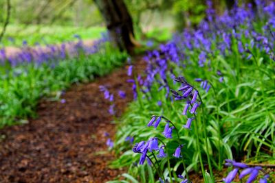 Close-up of purple crocus flowers on field