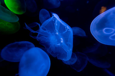 Close-up of jellyfish swimming in sea